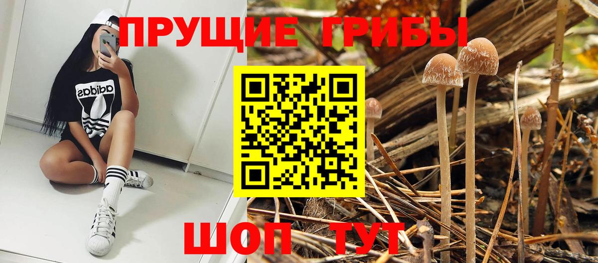 Галлюциногенные грибы Psilocybine cubensis Скопин